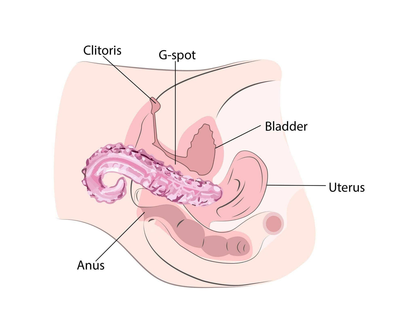 The Sacred Squirter® Glass Dildo Pleasure Wand: Pink